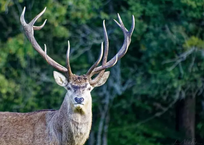 펜션 Le Logis De La Ferme Aux Cerfs *